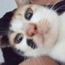 aya (@gyudinaf) Twitter profile photo aya (@gyudinaf) Twitter profile photo