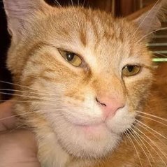 MEWingCATTさんのプロフィール画像