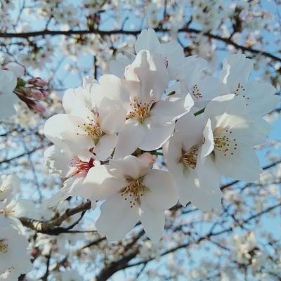 rebibliotheque's profile picture. 慶應通信78期文Ⅰ学士