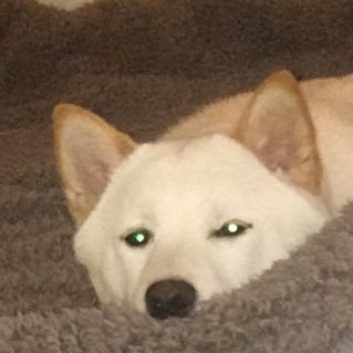 ctberklee's profile picture. human rights aren't political