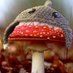 Mushroom Thang fin's up (@StinkhornPress) Twitter profile photo