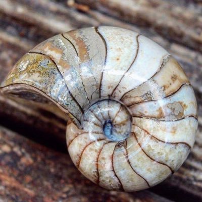 YorkshireFossil's profile picture. Aaron & Shae • Geology & Palaeontology 🦖 All content is ours, unearthed from the Jurassic 🦕 TikTok/YouTube: Yorkshire.Fossils • Open your very own fossil! ⬇️