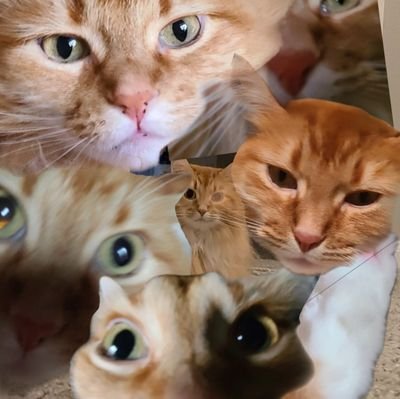 BenjiminM09's profile picture. if you want a pic of stella just say so