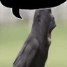 nekrokodyl's profile picture. Anti-totaliarian 🇨🇿🇺🇦🇹🇼 | source games enjoyer | number 1 frozen glazer!!!!!!