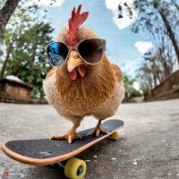 Skateboardchicken(@Skate0Chicken) 's Twitter Profileg