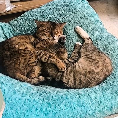 ThinkBigForest1's profile picture. 