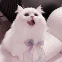 ゆゆたこ (@xu2_od) 's Twitter Profile