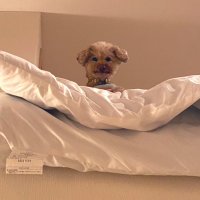 あかね (@geshi_inspi) Twitter profile photo