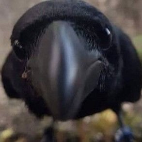 vulture + crow :3 birb posting!!