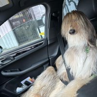xannis hund mit aura auf beifahrersitz(@dasisttoxic) 's Twitter Profile Photo