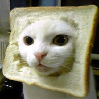 $bread

cat head stuck in bread

CA: FG73ZjtfsfgzrTYKRbcsskXhVzWhUsPmBcV9MXH8VbYH