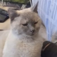 Luna e Sole (@laurausbergo) 's Twitter Profile