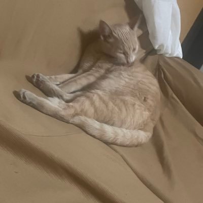 lucasss1901's profile picture. 22 años. Estudiando en la PUCP
Being horny is a lifestyle