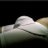 Briefpasivo's profile image