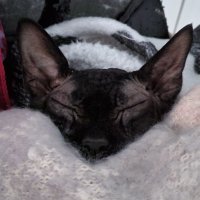 Sigyn (@blueadhara) 's Twitter Profile