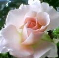 花が好きです