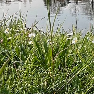 OCM798612671's profile picture. io sono io , non la forma effimera con CF.