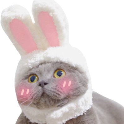 Bunny Cat Token on Solana

$BBCAT for you BB