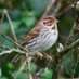 Torbay Birders Group (@torbaybirders) Twitter profile photo Torbay Birders Group (@torbaybirders) Twitter profile photo