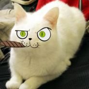 ismaturi's profile picture. Sailing the crypto seas | Navigator of #SOL #BTC waters.