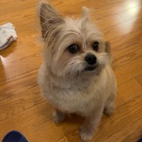 Steven Bui (@steven__bui) 's Twitter Profile