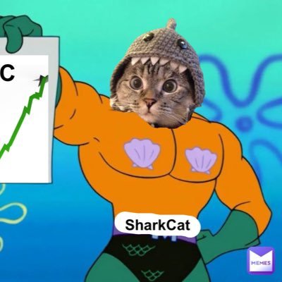 it’s a shark + cat