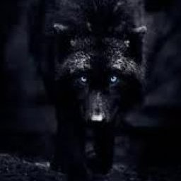 AlphaWolf11111 Profile Picture