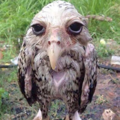 StarbornSearcad's profile picture. 