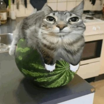 meloncat_coin Profile Picture