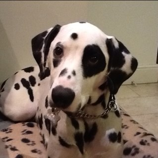 peshwari's profile picture. My master’s voice. He’s interested in population health, environmentalism, politics and justice. Oh, and cycling.