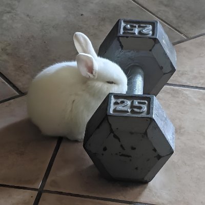 White Rabbit 🐰 $SOLIES MEME the Coin 😅⃤