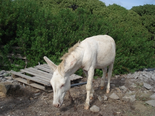 staystuffed's profile picture. Con un occhio friggo il pesce e con l'altro guardo il gatto. Non gli piace il fritto.
