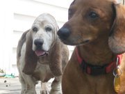 6 Sigma BB, Welding & Mech Eng'r, Amateur Radio, AMSAT, Reading, Cooking, Gardening, Taster at https://t.co/6n4tHnes6K Stroke survivor. Basset & Daschunds