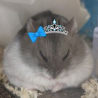 まろね (@hana_chimu) 's Twitter Profile