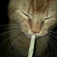 SmokeyProductions (@dingusboii27) 's Twitter Profile