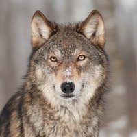 Wolf Lovers Club(@wolfloversclub0) 's Twitter Profile Photo