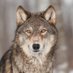 Wolf Lovers Club (@wolfloversclub0) Twitter profile photo Wolf Lovers Club (@wolfloversclub0) Twitter profile photo