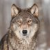 Wolf Lovers Club (@wolfloversclub0) Twitter profile photo