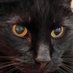 Fafner, cat hardy and wiry of limb and thew (@goodpuddis) Twitter profile photo Fafner, cat hardy and wiry of limb and thew (@goodpuddis) Twitter profile photo