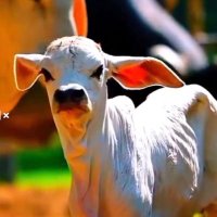 Gau_mata_ke_sevak_24(@gau_sevak_24) 's Twitter Profile Photo