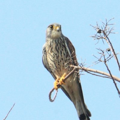 生物が好き(特に淡水魚と鳥類)/大阪の某高校の生物班長！
高校の卒論を書くためにイタセンパラの勉強中…
ゴミ拾いとかもやってみたり