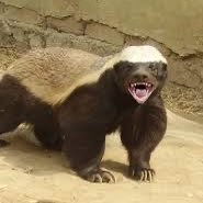 RackiMarek's profile picture. 