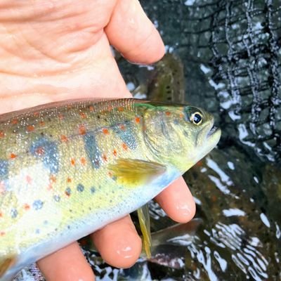 広島県廿日市市の釣り堀です🐟️
バーベキュー施設でアウトドア体験も🏕🎶
渓流釣り・池釣り・フライ＆ルアーフィッシングが楽しめます🎣✨
https://t.co/QLFPzuNVrf
※配信専用アカウント※