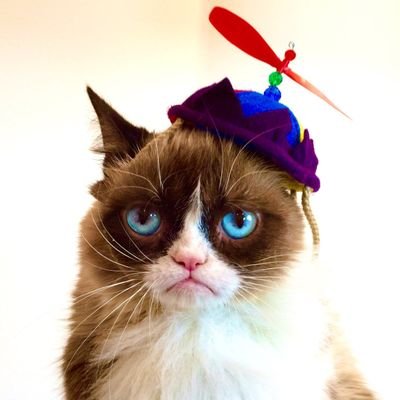 A New Grumpy Cat On Solana | Presale open 17pm UTC 10/4/2024 | Website https://t.co/eRbEWeUwO0