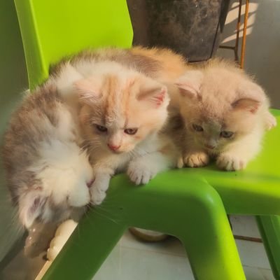 akumeses's profile picture. 