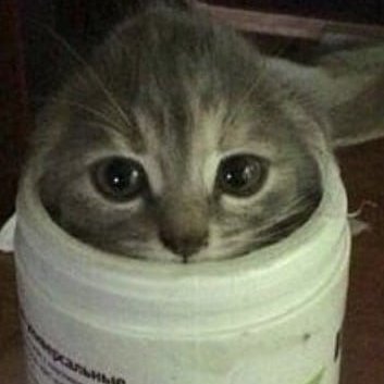 CAT IN DA CUP