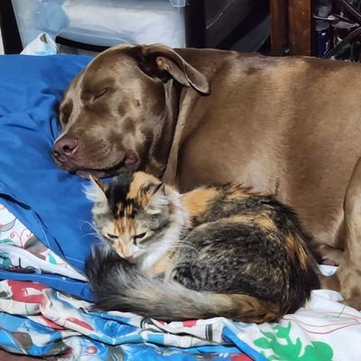 bolanos_fabio's profile picture. 