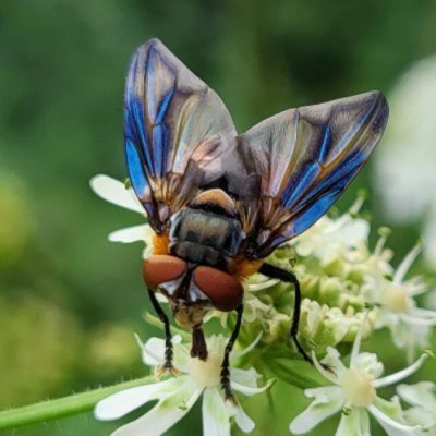 Dit account is de opvolger van @besje. 
Mijn tweets gaan vooral over de insecten in Amelisweerd, het gebied waar ik vrijwel dagelijks even rondsnuffel.