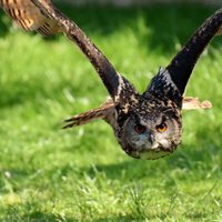 🦅 EAGLE🦅 (@ezeego20) 's Twitter Profile