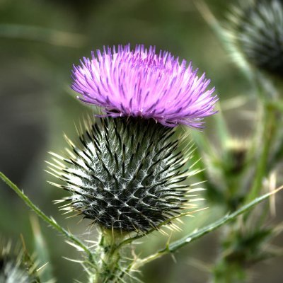 myscotlandtoday Profile Picture